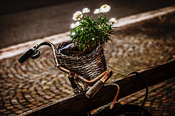 Flowers, Bouquet, Basket, Bicycle, Rust HD wallpaper