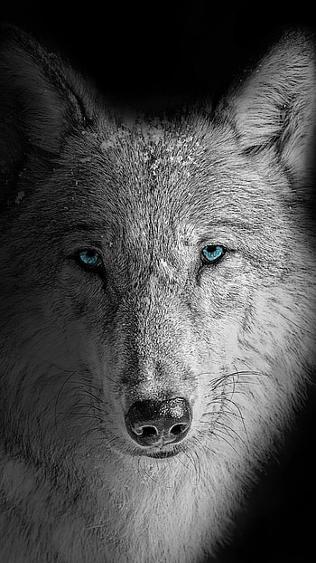 Beastly wolf, Nighttime hunter, Mysterious silhouette, Contrast on black HD phone wallpaper