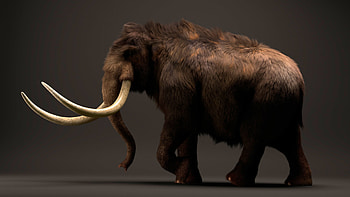 Steppe mammoth fur, ArtStation, Mammoth fur art, Mammoth fur illustration HD wallpaper
