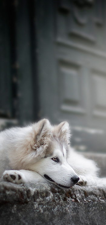 dog, Animal HD phone wallpaper