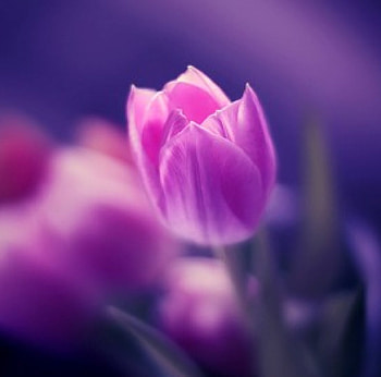 Romance, beauiful, style, colors, flowers, nice HD wallpaper