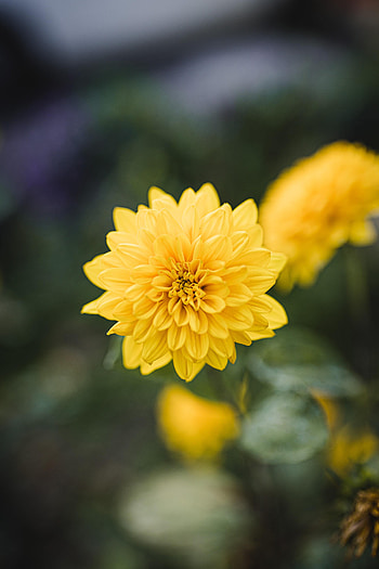 Flowers, Flower, Bloom, Flowering, Dahlia HD phone wallpaper