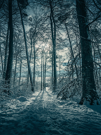 Winter, Nature, Trees, Snow HD phone wallpaper