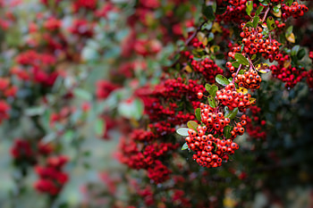 Food, Leaves, Branch, Berry, Rowan HD wallpaper