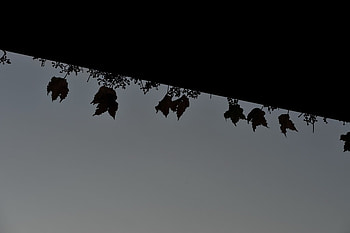 Abstract, roof, leaves, black, grey HD wallpaper