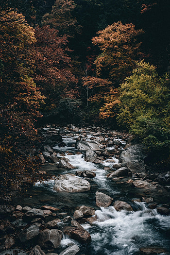 Nature, Water, Trees, Stones, Forest, Creek, Brook HD phone wallpaper