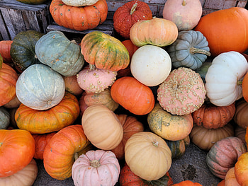 Pumpink, orange, winter squash HD wallpaper