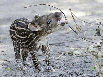 Tapir junges Jaderpark, Tapir, Born, Germany HD wallpaper