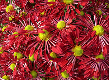 Flowers, Bright, Petals, Close-Up, Lot HD wallpaper