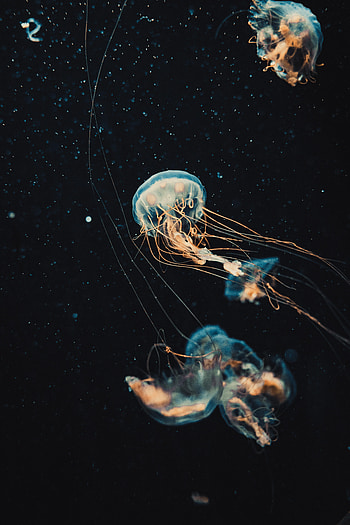Water, Jellyfish, Dark, Beautiful, Tentacles HD phone wallpaper