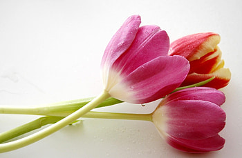 Flowers, Tulips, Drops, To Lie Down, Lie, Three HD wallpaper