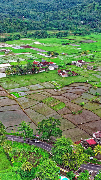 Indonesian countryside, Farmhouse beauty, Green agriculture, Peaceful HD phone wallpaper