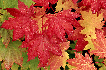 --autumn-leaf-fall-leaves-trees- HD wallpaper