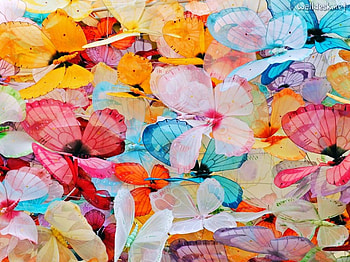 Butterfly exhibit, butterflies, vegas, colors, exhibit, several HD wallpaper