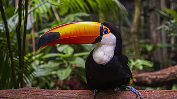 Toucan , Colourful bird, Digital showcasing, Nature's beauty HD wallpaper