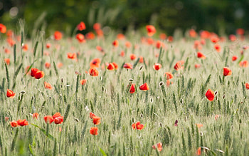 flower flowers poppy poppies the field wheat rye ears spikelets . field beautiful background HD wallpaper
