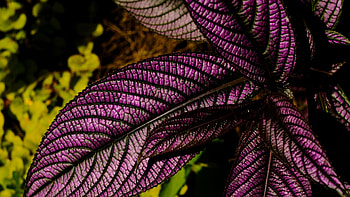 Close View Of Purple Strobilanthes Leaves Plant Macro graphy graphy HD wallpaper