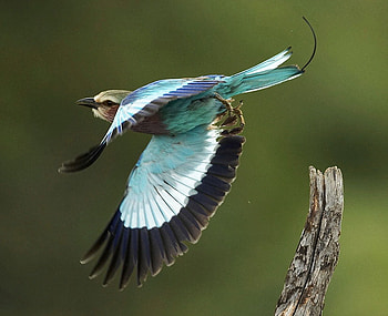 blue wings, flight, blue, wings, bird HD wallpaper