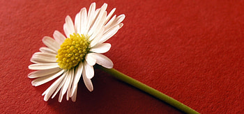 Flowers, Flower, Surface, Pollen HD wallpaper