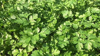 Cilantro stock footage, Video , Culinary visuals, resource HD wallpaper