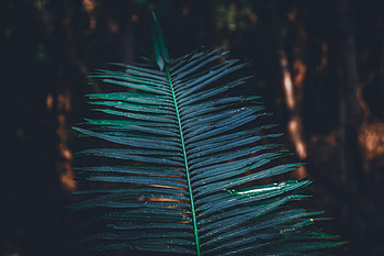 Plant, Macro, Blur, Smooth, Sheet, Leaf, Carved, Branch HD wallpaper