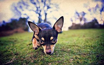 Animals, Dog, Field, Sight, Opinion, Scent, Flair HD wallpaper