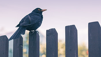 Common Blackbird, Serene bird in nature, , beauty HD wallpaper