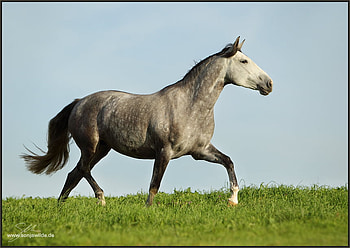 Run ..., horses, horse, i love horses HD wallpaper