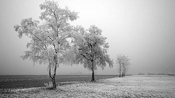winter, trees, holiday, cloud HD wallpaper
