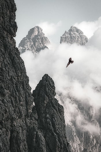 A bird soars near rocky mountain peaks shrouded in misty clouds, capturing nature's grandeur. HD phone wallpaper