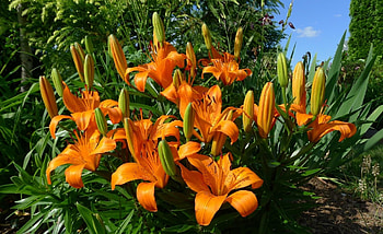 Flowers, Lilies, Flower Bed, Flowerbed, Sunny HD wallpaper