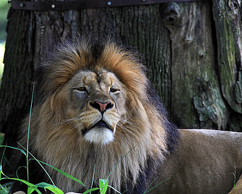 Animals, Grass, Lion, Predator, Big Cat, Sleepy HD wallpaper