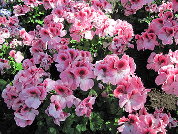 Attractive Flowers at the garden 29, pink, graphy, green, Flowers, garden HD wallpaper