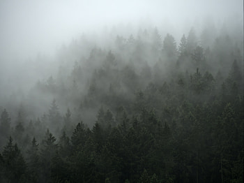 Nature, Trees, Forest, Fog, Cloud HD wallpaper