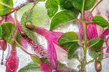 Pink flowers in water, pink, flower, green, texture, glass, bubbles, water HD wallpaper