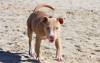 Animals, Sand, Dog, Shadow, Puppy, Run Away, Run, Pit Bull, Pitbull HD wallpaper