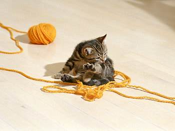 Animals, Kitty, Kitten, Playful, Threads, Thread, Lick Your Lips, Licking HD wallpaper