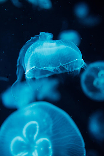 Animals, Water, Jellyfish, Creatures, Under Water, Underwater HD phone wallpaper