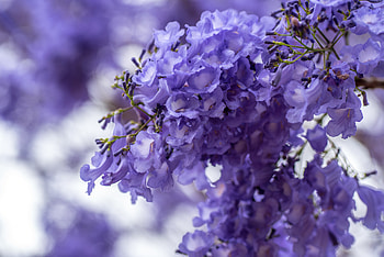 Blossom, purple white flowers, spring HD wallpaper