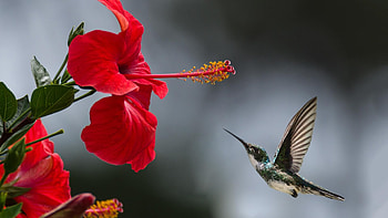 Macro graphy, Stunning , , Incredible detail HD wallpaper