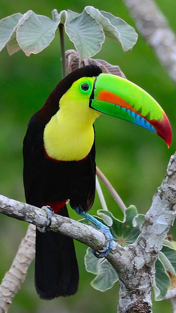 Toucans, Cool, Bird HD phone wallpaper