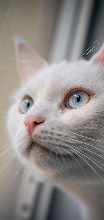 Animal, cat HD phone wallpaper