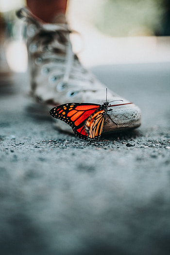 Macro, Sneakers, Blur, Smooth, Butterfly, Shoes HD phone wallpaper