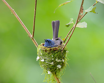 Blue bird nesting, blue, bird, green, cute, nature, mini, pasari, nest HD wallpaper
