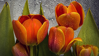 Tulips, tulip, amazing, orange, flower HD wallpaper