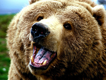 I'M CLOSER TO YOU, closeup, brown, bear, grizzly, cute HD wallpaper