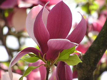 Plants, Flowers HD wallpaper
