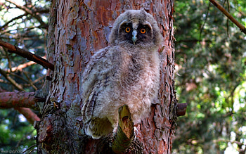 Animals, Owl, Bird, Forest, Predator HD wallpaper