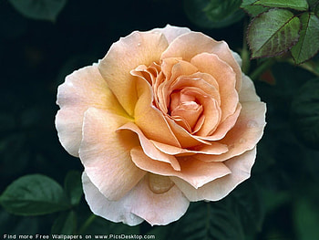 a rose is a rose is a rose, gorgeous, rose, beautiful HD wallpaper