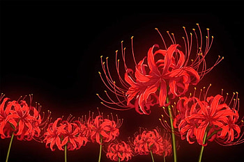 Demon Slayer. Red spider lily, Tokyo ghoul flower, Anime flower, Lycoris Radiata HD wallpaper